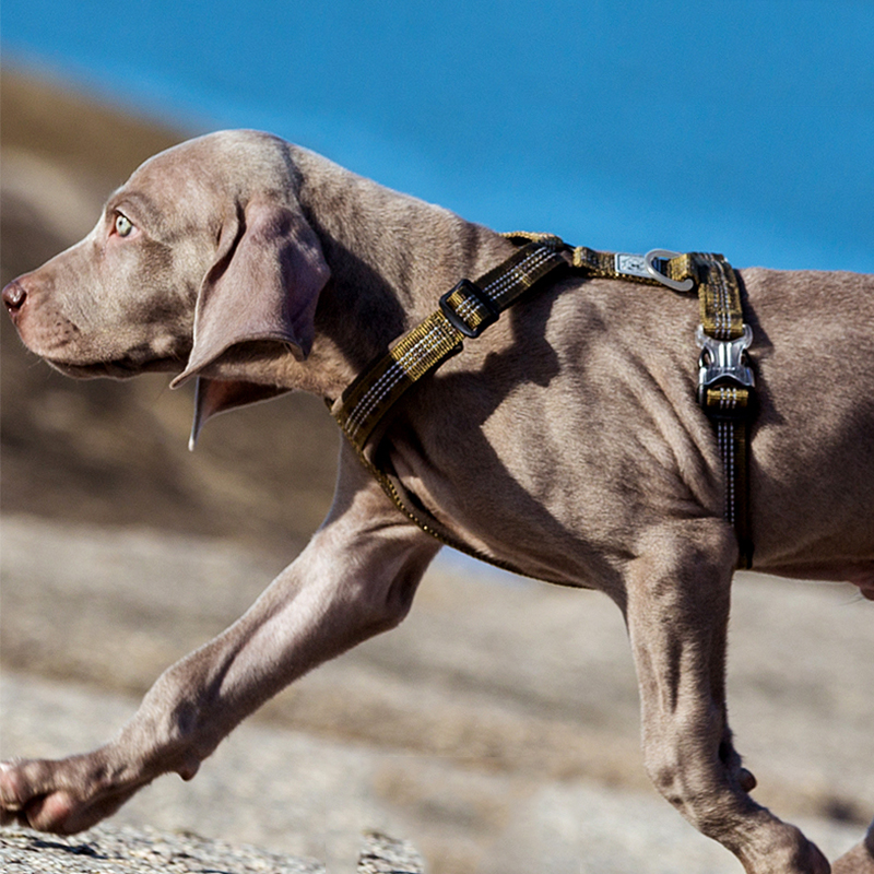 TRUELOVE Pet Harness Vest Ches - Running Gear Dog ulasan dan harga